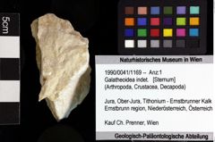 Foto (Objket + Etiketten) von Galatheoidea indet. 